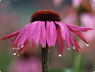 Echinacea purpurea
