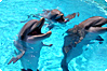 Flipper schw�rt auf Echinaforce�