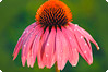 Plante du mois : Echinac�e pourpre
