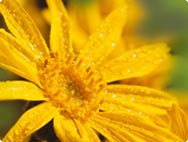 Bl�hende Arnika hilft bei Rheuma