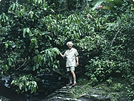 Alfred Vogel im Urwald in S�damerika