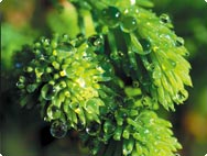 Santasapina Santasapina