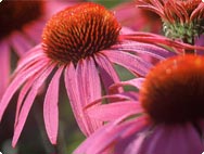 A.Vogel Fachgesch�fte