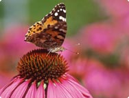 Preistr�ger des A.Vogel Wissenschaftspreises