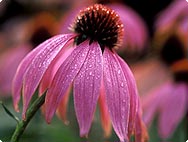 Echinacea purpurea