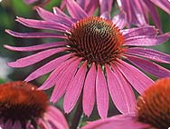 Echinacea in the Prevention of Colds