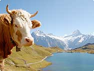 Ren� und Elisabeth B�hler: Bachalpsee 