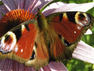 Impressionen aus der Bildergalerie
