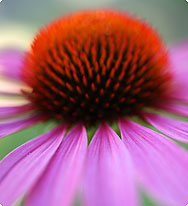 Echinacea f�r Kids