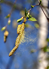 Mehr Natur - weniger Allergien