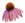 Echinacea 