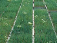 Feld der Frischkräuter Feld der Frischkräuter