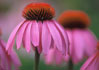 Echinacea Purpurea 2