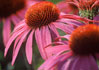 Echinacea Purpurea 1