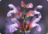 Salvia off. – Salbei. Nahaufnahme Blütenblätter. Salvia off. – Salbei. Nahaufnahme Blütenblätter.