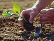 Cultivation Cultivation