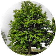 Mein Arzt, der Baum Bäume heilen