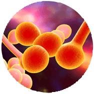 Candida & Co. Gesundheits-Nachrichten