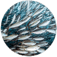 Ist Fisch noch erlaubt? Gesundheits-Nachrichten