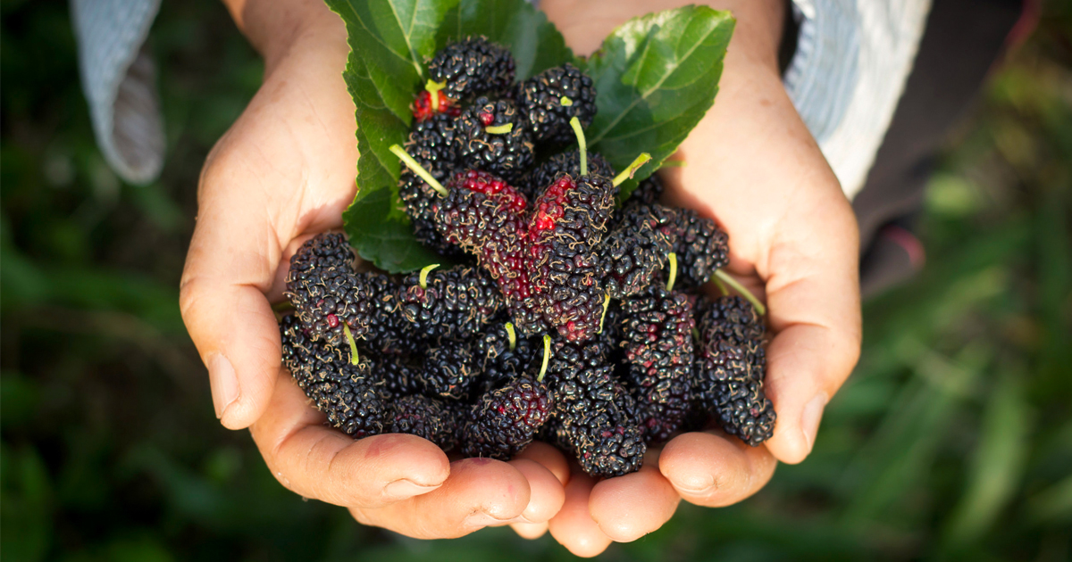 Saftige Maulbeeren A.Vogel