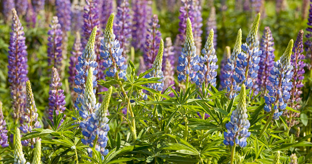 Lupinen nahrhaft und gesund A.Vogel