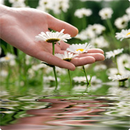 Été, soleil et herbes fraîches