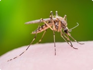 Mücken: Das mögen sie besonders Mücken: Das mögen sie besonders