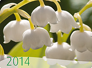 Heilpflanzen-Kalender 2014 Heilpflanzen-Kalender 2014