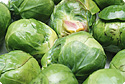 Rosenkohl Rosenkohl