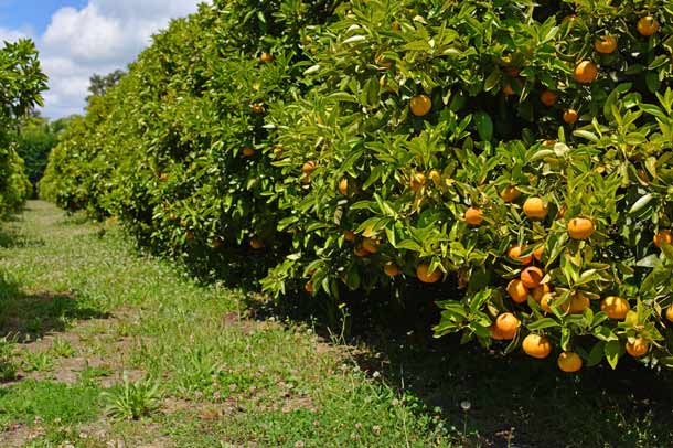 Orangenbäume 