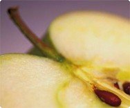 Antioxidntien schützen gegen freie Radikale Antioxidntien schützen gegen freie Radikale