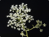 Pimpinella anisum L. Anis