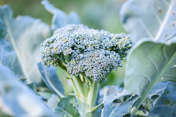 Broccoli - un aliment riche en vitamine C pour booster ses défenses naturelles