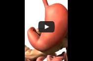 Digestion (animation)