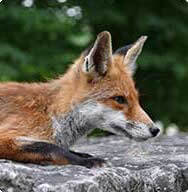 Fuchsbandwurm: Gefährlicher Winzling Fuchsbandwurm: Gefährlicher Winzling