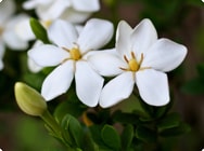 Gardenie Gardenie