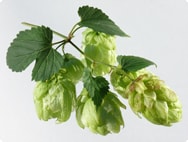 Hopfen Hopfen