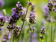 Lavendel Lavendel