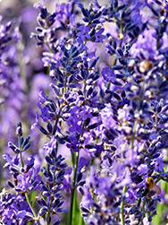 Lavendel: Duft nach Sommer und Süden Lavendel: Duft nach Sommer und Süden