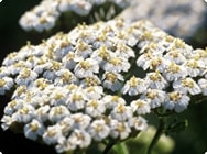 achillea millefolium L. Schafsgarbe
