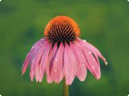 Echinacea in der Blüte: Eine in der Pflanzenheilkunde häufig eingesetzte Pflanze.