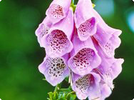 Rote Fingerhut (Digitalis purpurea)