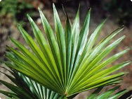 Sägepalme (Serenoa repens)