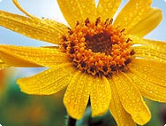 Arnica montana
