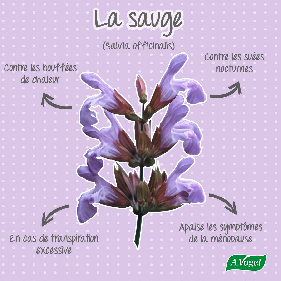 Infographie - La sauge (salvia officinalis), une alliée contre les bouffées de chaleur liées à la ménopause