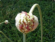 Allium sativum L. - Botanical characteristics Allium sativum L. - Botanical characteristics