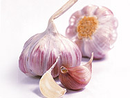 Allium sativum L. - Garlic