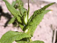 Eupatorium perfoliatum L. - Botanical characteristics