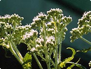 Eupatorium perfoliatum L. - Preparation Eupatorium perfoliatum L. - Preparation