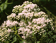 Eupatorium perfoliatum L. - Boneset Eupatorium perfoliatum L. - Boneset